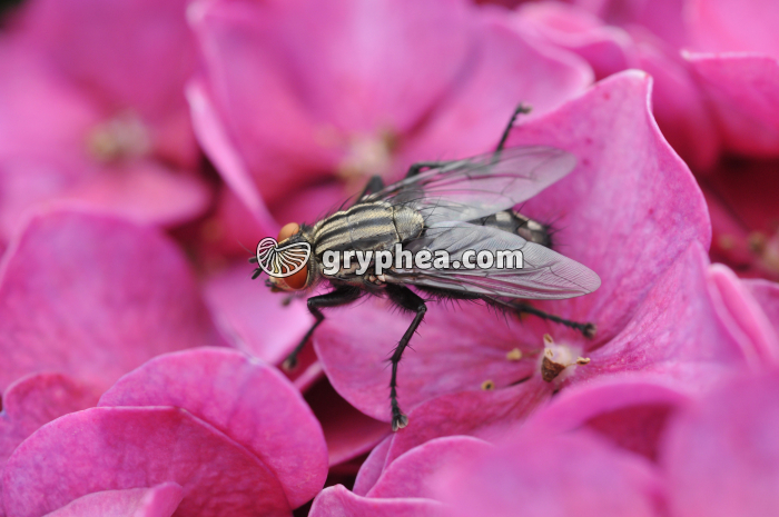 Mouche (Calliphora erythrocephala) - gryphea.com